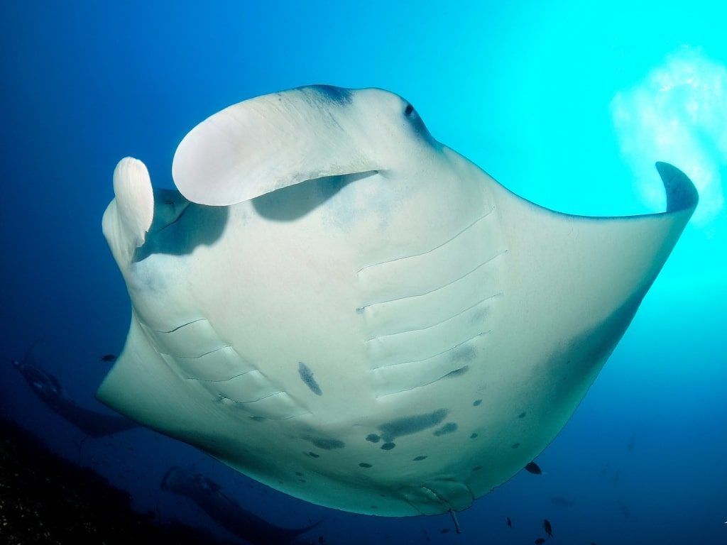 Buceo en Maldivas