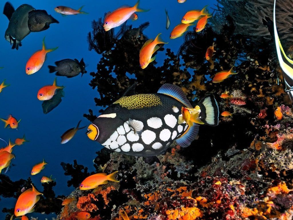 Viaje de buceo a Maldivas