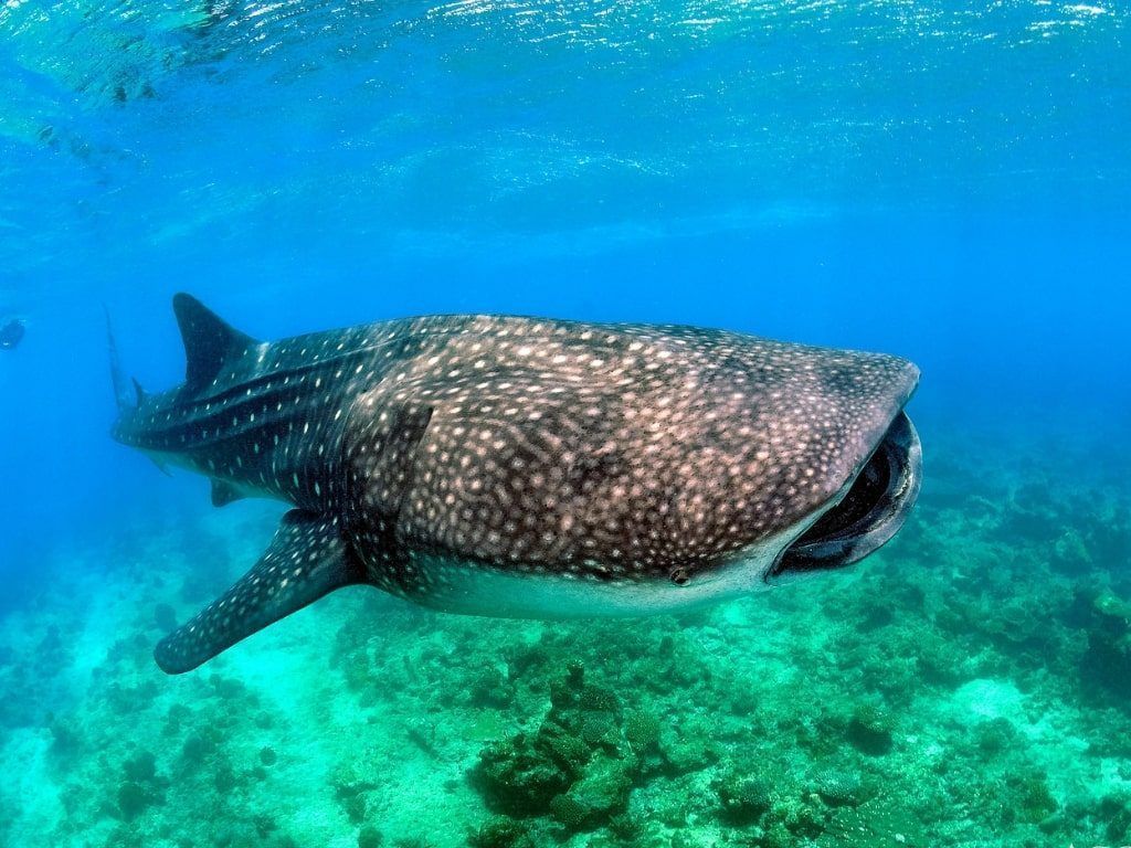 Viaje de buceo a Maldivas