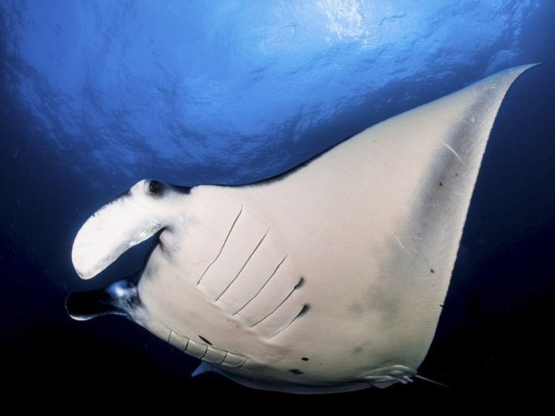 El buceo en Bali, las mantas en Manta Point
