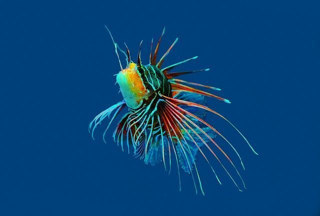 biodiversidad del buceo en bali