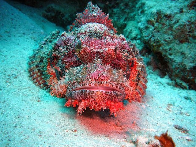 En el buceo en el mar rojo podrás ver muchas especies diferentes